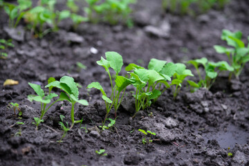 Lettuce (Lactuca sativa), a plant in the garden