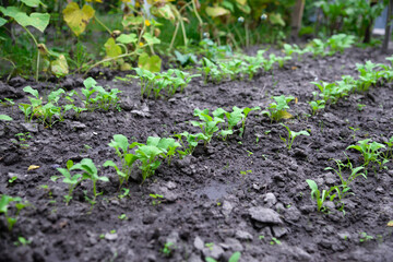 Lettuce (Lactuca sativa), a plant in the garden