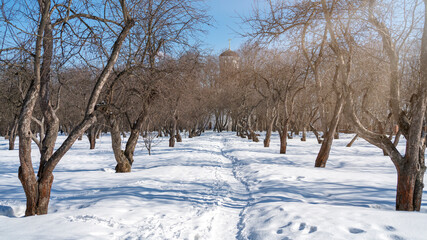 The apple garden and the pedestrian path in the city park are covered with snow in winter