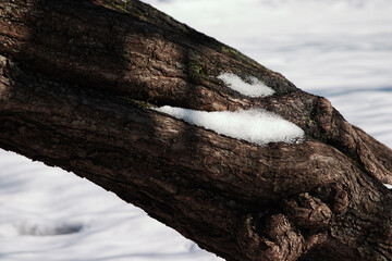 The threshold of spring - the last snow in the hidden folds of the tree trunk