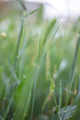 Alcune spighe di grano