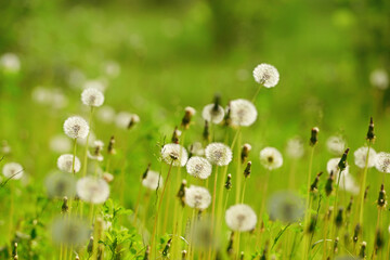 Dandelion Field With Flying Seeds At Sunset