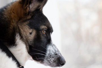 Portrait of a funny dog corgi on a light background