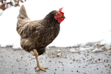 chicken