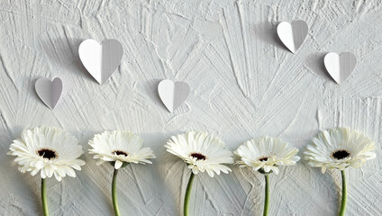 White gerberas on off white textured background. Off white gerbera daisy natural fresh flowers in a row. Paper hearts with strong shadows. Panoramic banner or greeting card.
