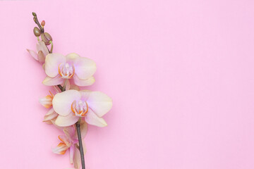 Fototapeta na wymiar Beautiful Phalaenopsis orchid flowers on pastel pink background top view flat lay. Copy space. Flower card for woman, girl, wife.