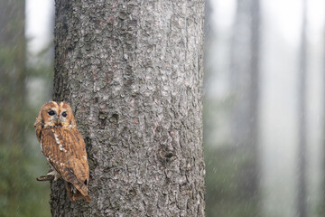 Tawny owl is posing on a tree branch in falling snow. 