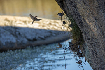 Band of sparrows in a lagoon.