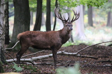 CERF AU BOIS