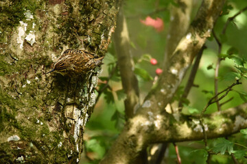 Closeup shot of a Brown creeper sitting on a tree
