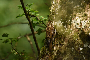 Closeup shot of a Brown creeper sitting on a tree