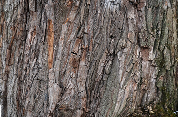 bark of tree background and texture