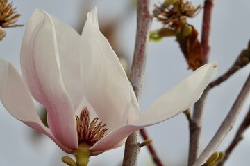 White and pink flowers of a Chinese magnolia or tulip tree (Magnolia soulangeana)