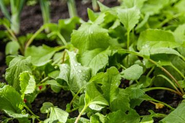 Defocus radish leaves texture. Organic radish grows in the ground. Young radishes grow in a bed in the garden. Green texture background. Out of focus