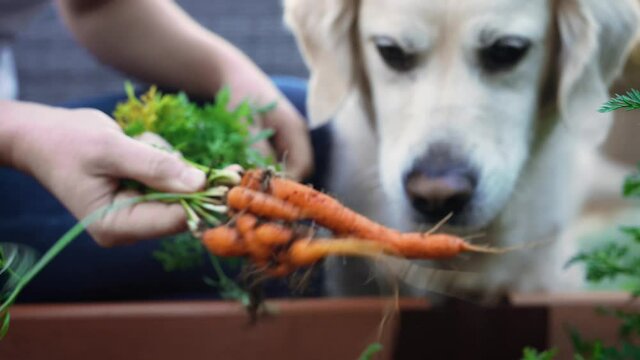 White golden retriever and home gardener playing, pulling carrots and teasing dog from garden and petting 4k