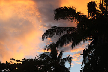 Vibrant Tropical March Sky with Clouds  Behind Palm Tree