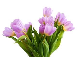 multicolor,beautiful tulips as spring flowers