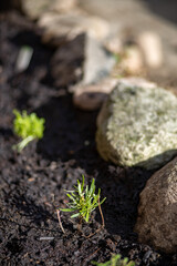 Jungpflanze hängender Rosmarin frisch gepflanzt im Steingarten im Frühling