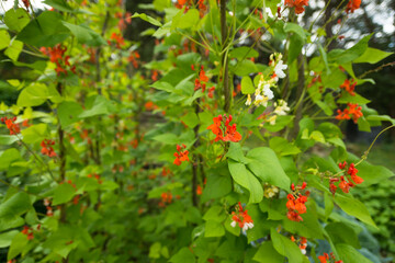 Red and white flowers of kidney bean (Phaseolus coccineus) blooming on green plants in homemade garden. Organic farming, healthy food, BIO viands, back to nature concept.