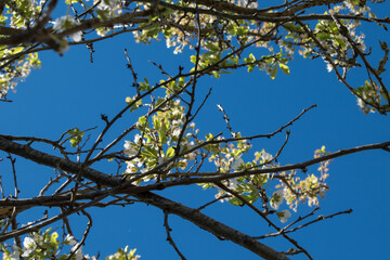 branches against blue sky and white flowers 