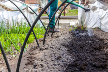 Fototapeta premium Defocus woman gardener is standing near a low tunnel greenhouse. The farmer watering leek and onions. Greens in the greenhouse. Gardening and farming. Organic vegetables. Out of focus