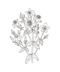 bouquet of flowers, hand drawn tutsan graphic flower