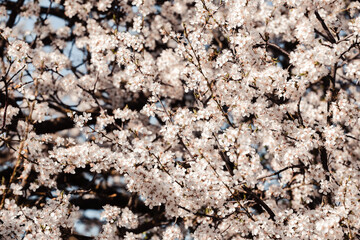 Spring april may tree bloom blossom day flowers sakura blossoming outdoor day sun park nature plum pink green garden flora pastel buds floral Japanese environment macro botany springtime fresh forest