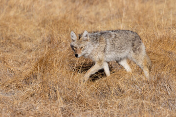 Coyote on the Hunt