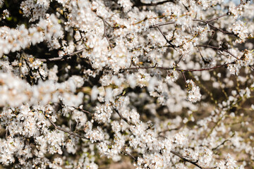 Spring april may tree bloom blossom day flowers sakura blossoming outdoor day sun park nature plum pink green garden flora pastel buds floral Japanese environment macro botany springtime fresh forest
