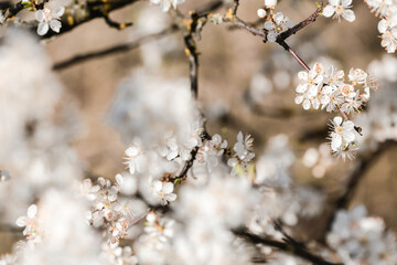 Spring april may tree bloom blossom day flowers sakura blossoming outdoor day sun park nature plum pink green garden flora pastel buds floral Japanese environment macro botany springtime fresh forest