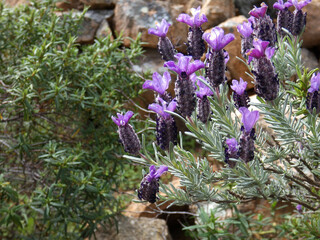Lavanda selvatica