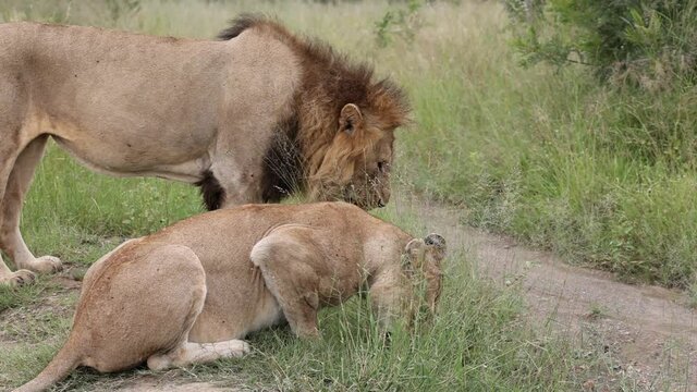 Pair of mating lions walking