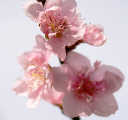 Fototapeta na wymiar The flower of the peach tree blooming in spring