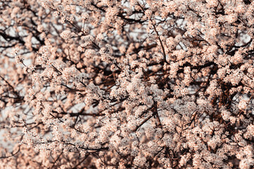 Spring april may tree bloom blossom day flowers sakura blossoming outdoor day sun park nature plum pink green garden flora pastel buds floral Japanese environment macro botany springtime fresh forest