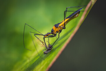 Selective focus of a milkweed assassin bug killing a fly on a leaf with a blurry background