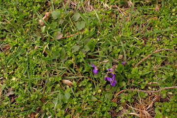 the first signs of spring are green grass and the first flowers
