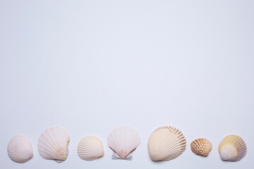 Sea shells on the white background, with free space for text. Top view, elegant flat lay. Beautiful...