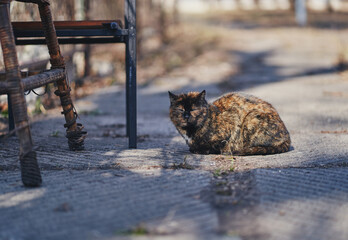 A homeless tricolor cat is sitting on the street. Sunny spring day. Kiev, Ukraine.