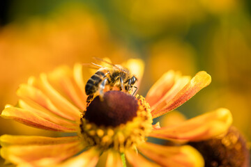 A honey bee collects nectar from garden flowers. Beautiful close-up.