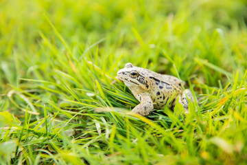 A witty frog sits on the grass under the rays of the sun. Swamp frog close-up.