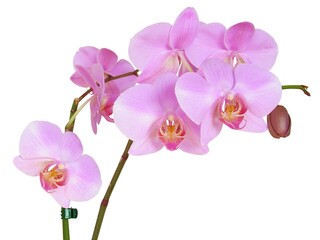pretty multicolor flowers of orchid Phalaenopsis close up