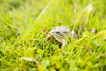 A witty frog sits on the grass under the rays of the sun. Swamp frog close-up.