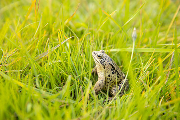 A witty frog sits on the grass under the rays of the sun. Swamp frog close-up.