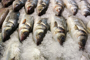 Rows of fresh fish lie in ice on the counter for sale. Fish market. Caught fish covered with ice for cooling and storage.