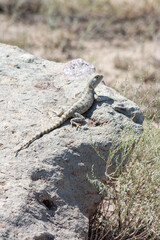 Steppe agama. Altyn-Emel National Park. Almaty region, Kazakhstan.