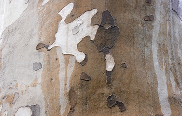 Sycamore tree bark close up.Background from the bark of a tree.
