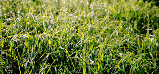 Banner with close-up green grass and dew drops after rain. Beautiful dense lawn. Natural background with texture pattern. Spring and summer season. Garden and gardening. Nature landscape. Wallpaper
