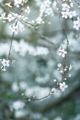 Spring Blossom