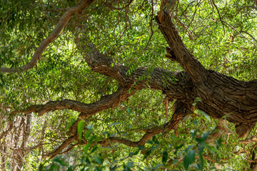 Willow is 700 years old. Altyn-Emel National Park. Almaty region, Kazakhstan.