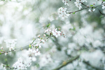 Spring Blossom